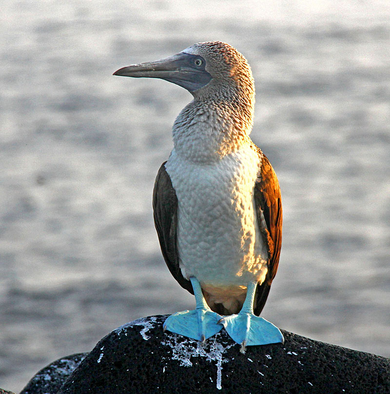Blue footed Booby_5938