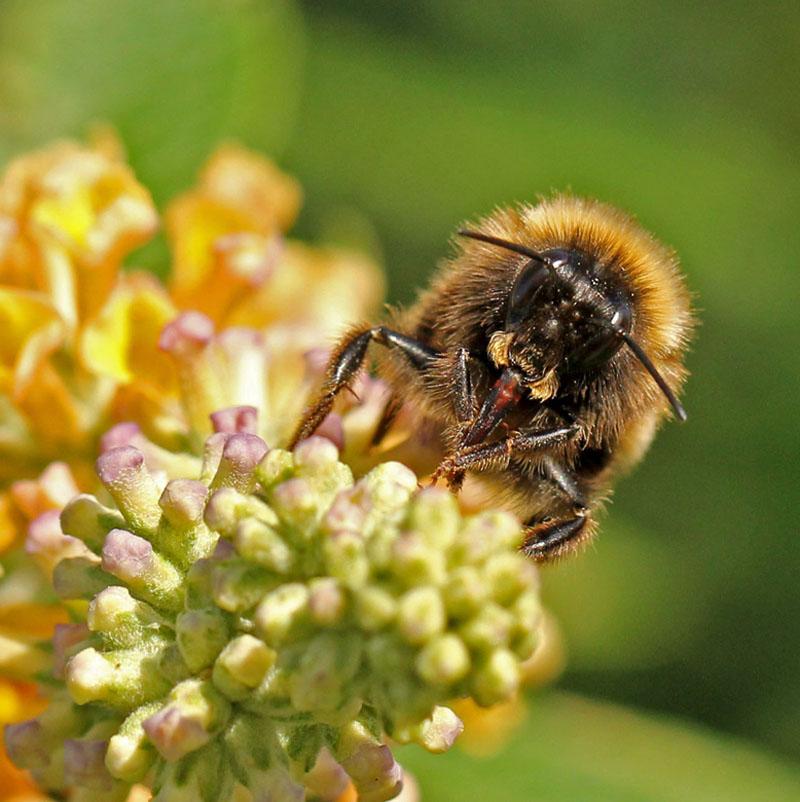 A bee feeding 9197