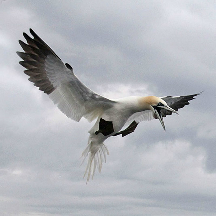 A furious Gannet_2643