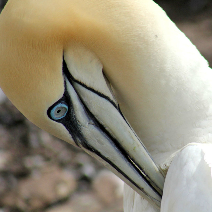 A gannet preening_2863