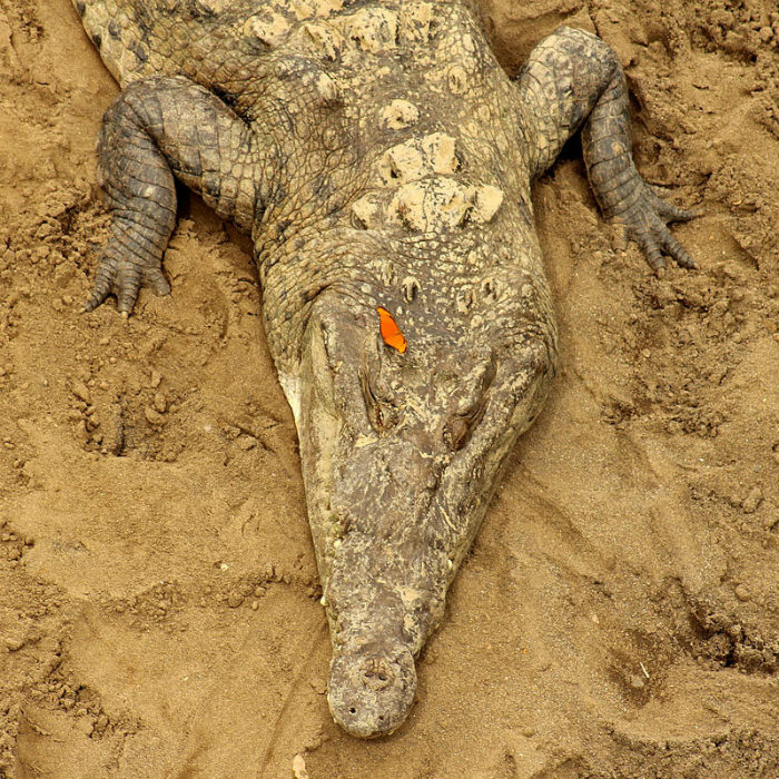 American croc and Julia Butterfly_7925