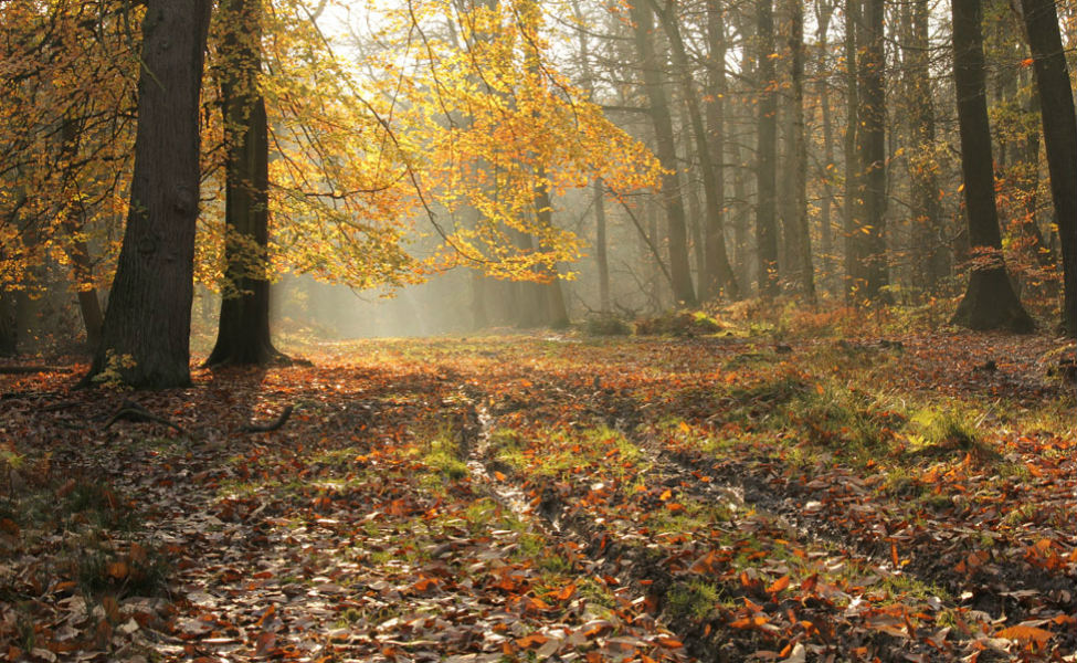 Ashridge 072 1