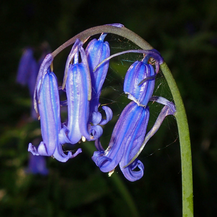 Bluebell P4280011