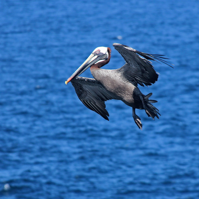 Brown Pelican_5852