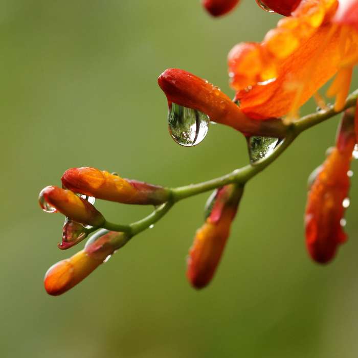 Crocosmia’ dew_5307