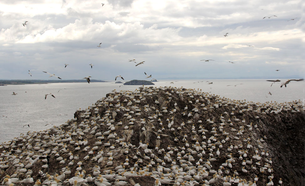 Gannets on Bass Rock _2946