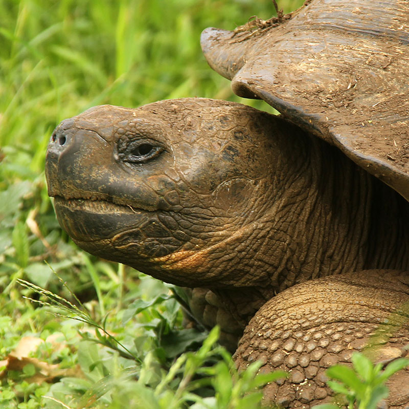 Giant tortoise_5460