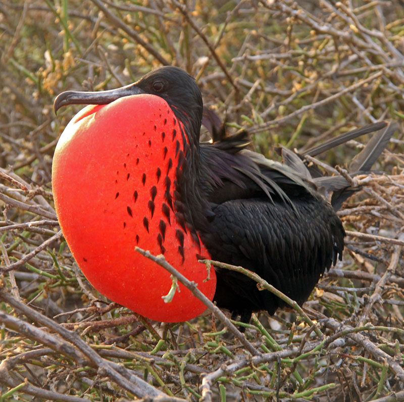 Great Frigate Bird_6515