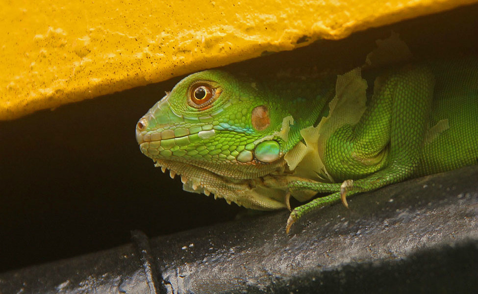 Green Iguana hiding  _8148