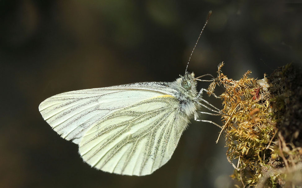 Green veined white butterfly072