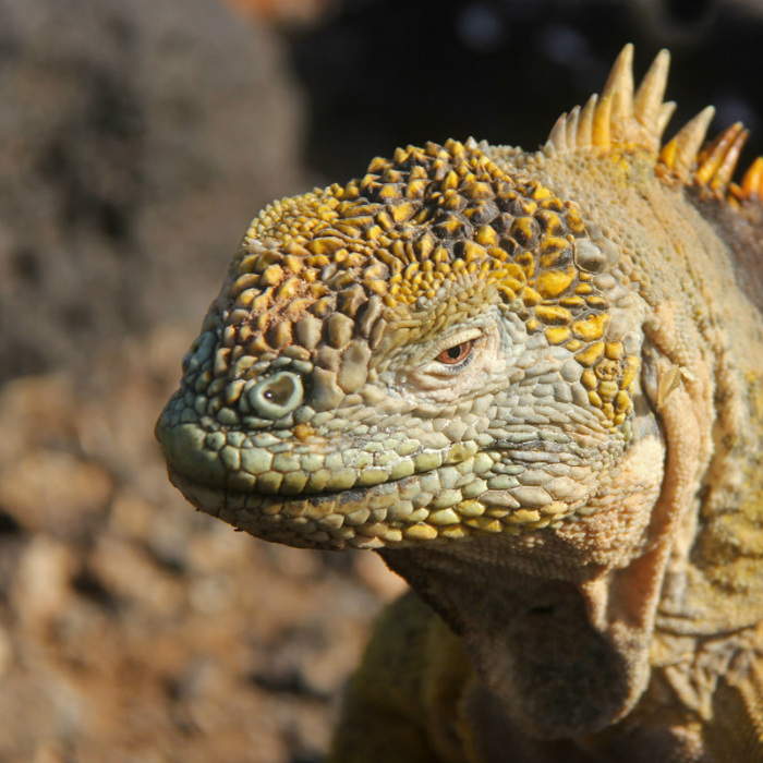 Iguana_6200 1