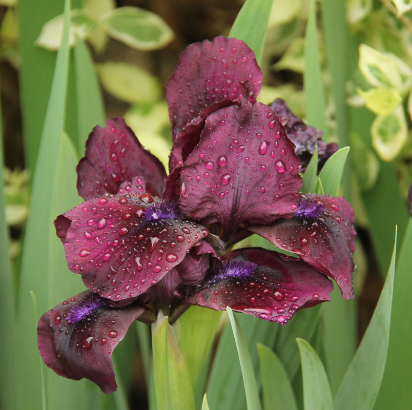 Iris_1871