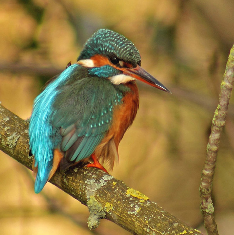 Kingfisher  0907