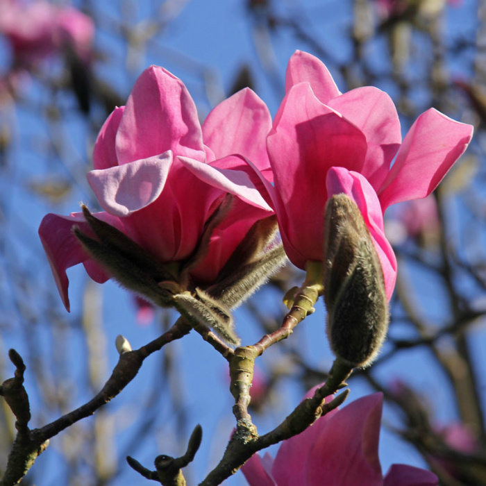 Magnolia _1288