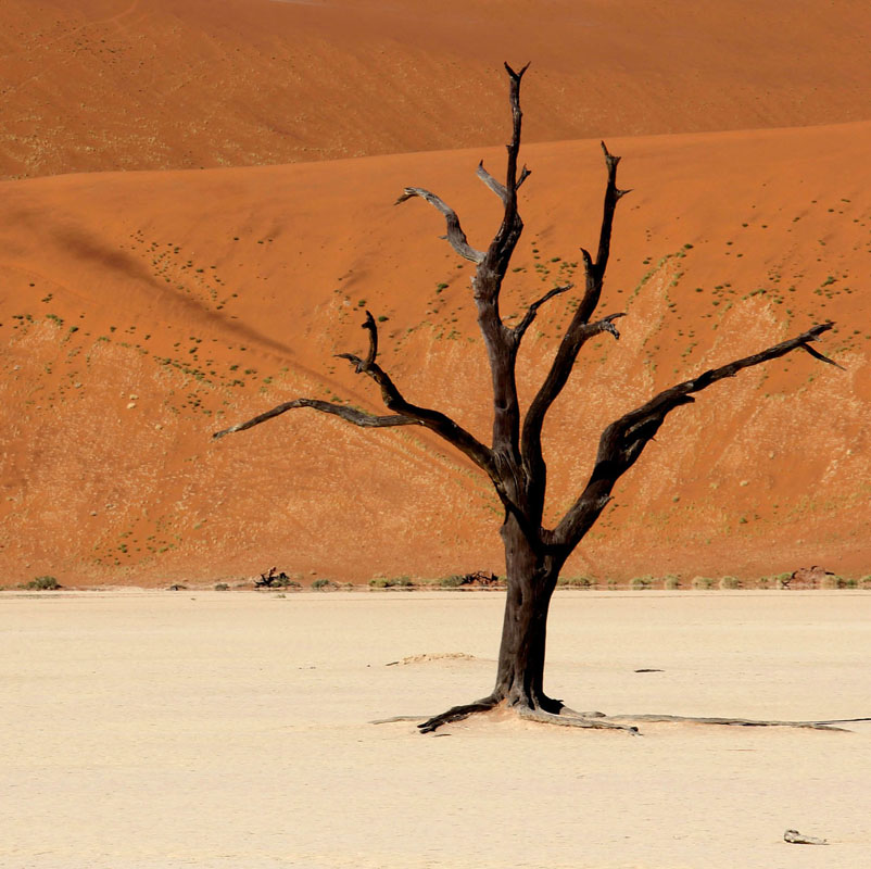 Namibian Desert Tree by Juliet Morton 150