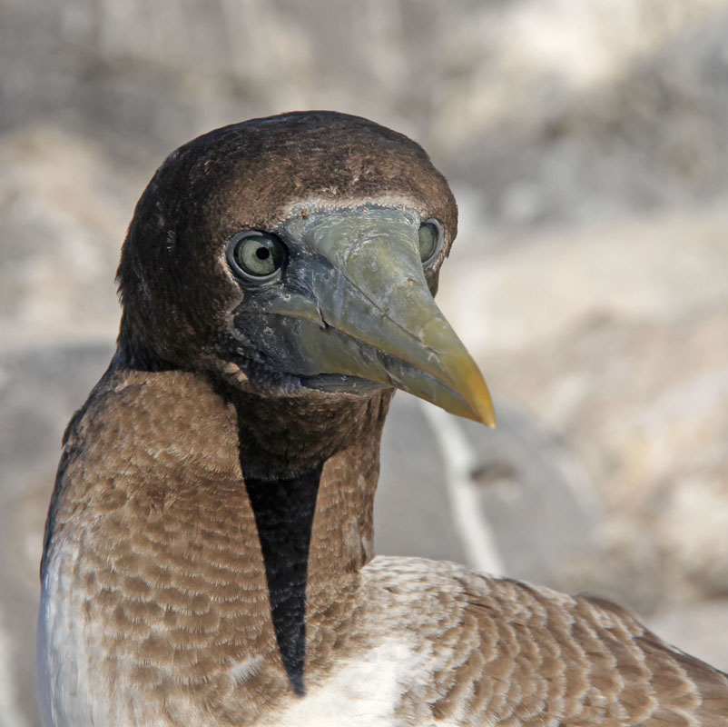 Nazca Booby 5738