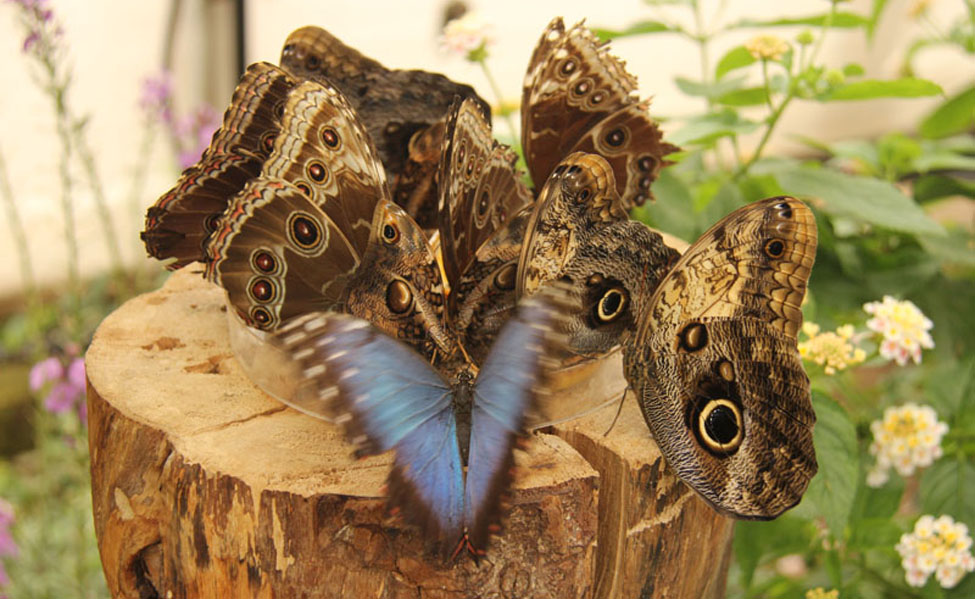 Owl and Blue Morpho Butterflies 019