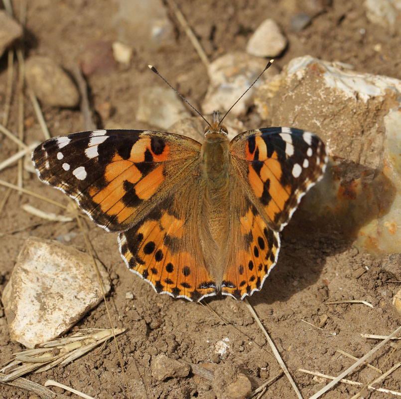 Painted Lady Codicote_7444