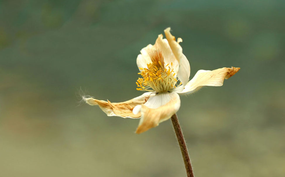 Pulsatilla Alpina