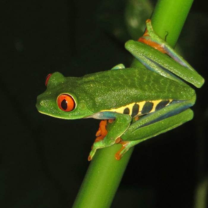 Red eyed tree frog_1710