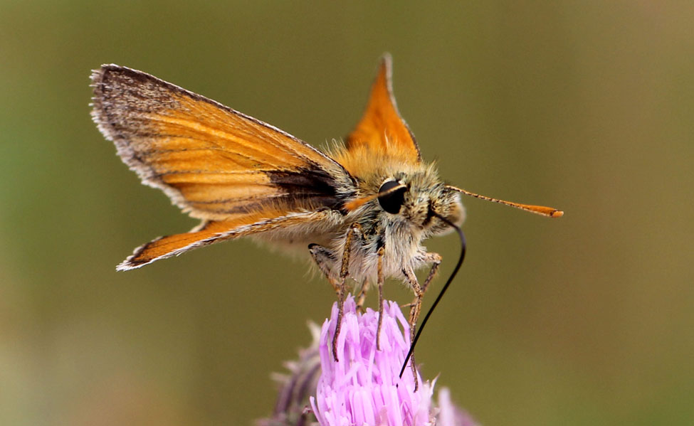 Small skipper_7056