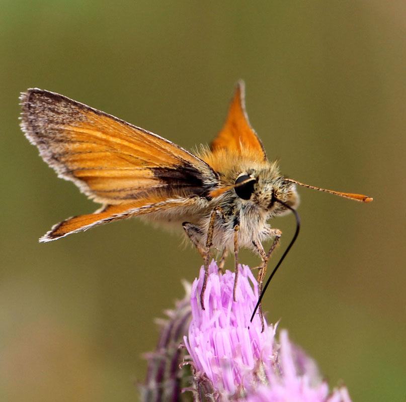 Small skipper_7056