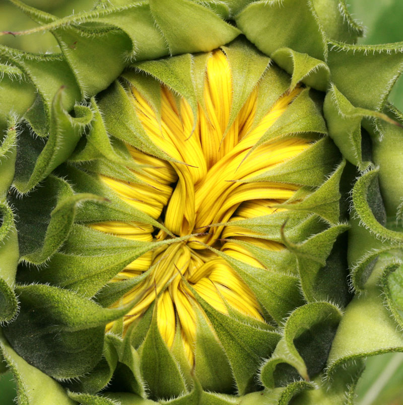 Sunflower dozing_0671