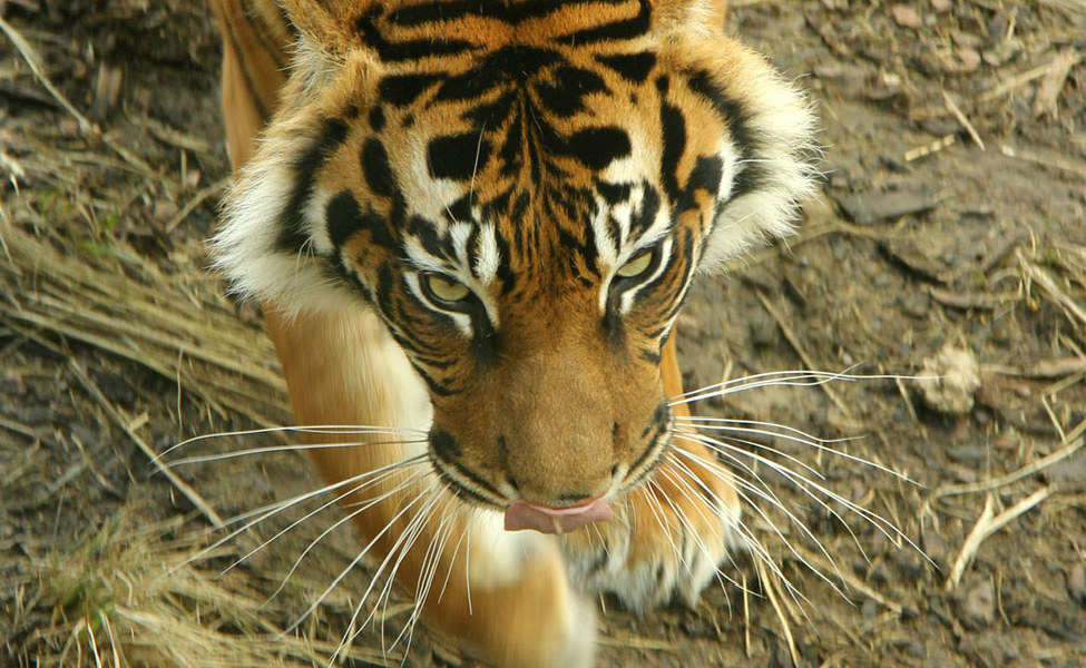 Tiger intent_2288