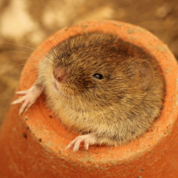 Vole_3477