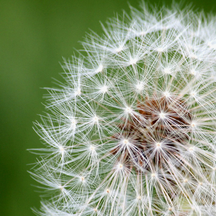 dandelion clock