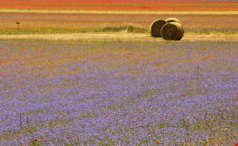 flower fields Marche 241