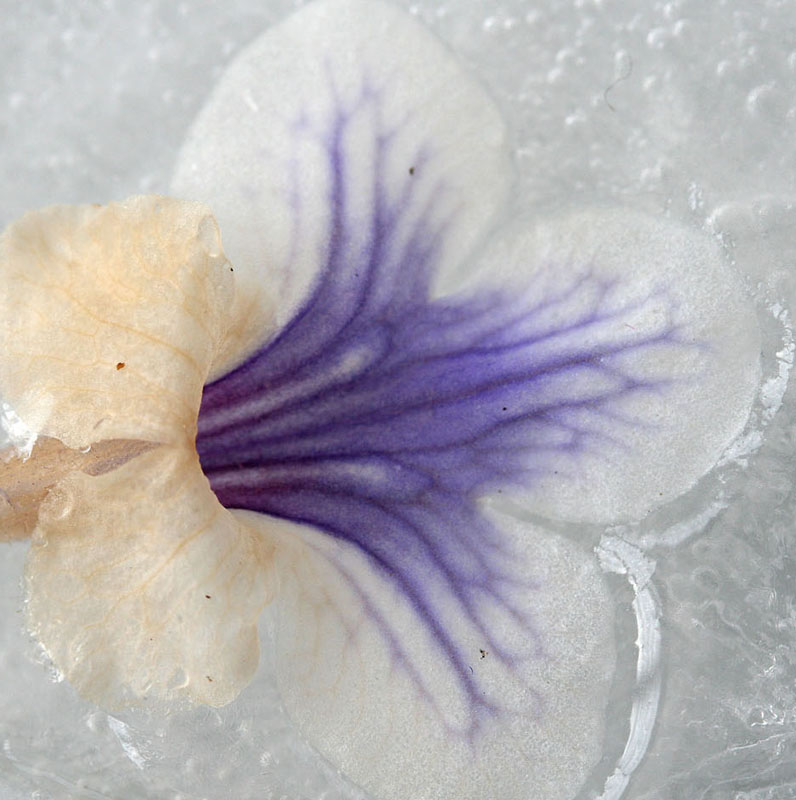 streptocarpus in ice