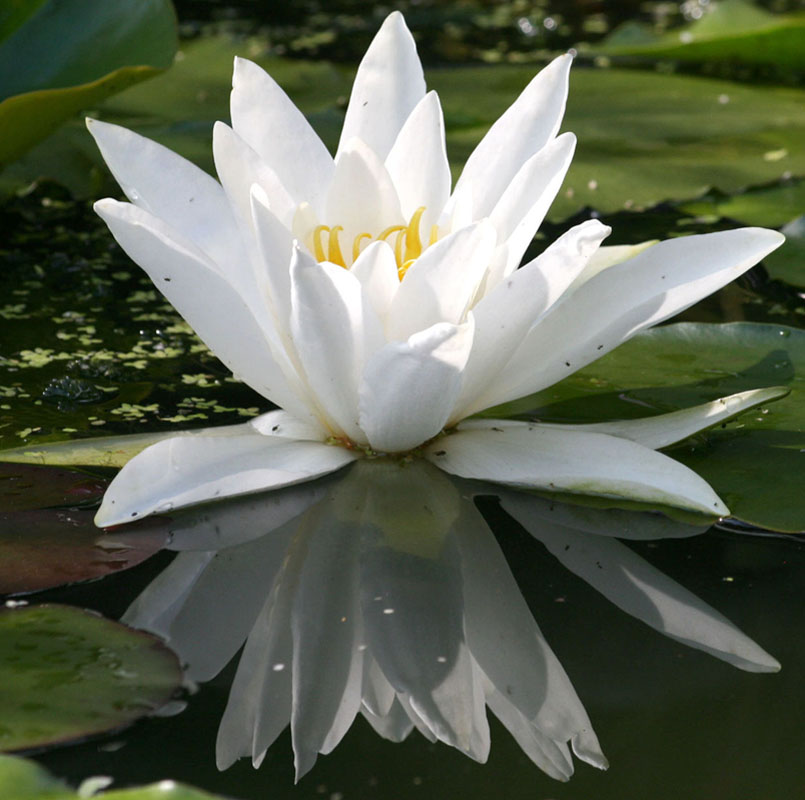 waterlily