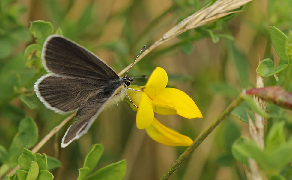 10 The small Blue butterfly _7705